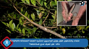 علماء يكتشفون طول ووزن قياسيين لحشرة العصا العملاقة Acrophylla alta – هل تعرف مدى ضخامتها؟